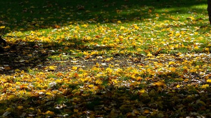 Leaves falling from trees in the autumn sun