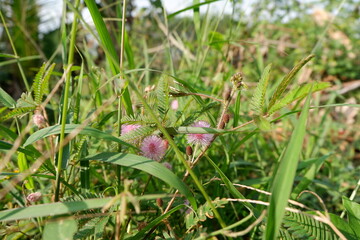 Pink mimosa flowers with weeds all around