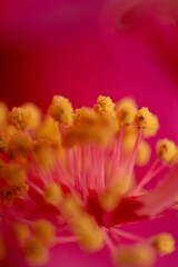 Fototapeta na wymiar Cayenne or Hibiscus flower detail, Riminmi, Italy