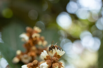 macro photo of a bee pollinating