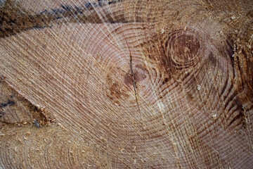 Texture de bois, intérieur d'un tronc d'arbre	
