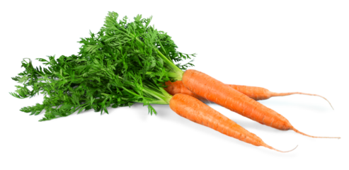 Fresh carrots - isolated image