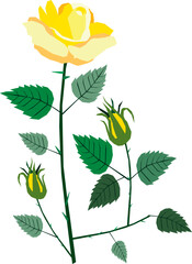 Beautiful Flower, Illustration of A Beautiful Yellow Roses Isolated on White Background.
