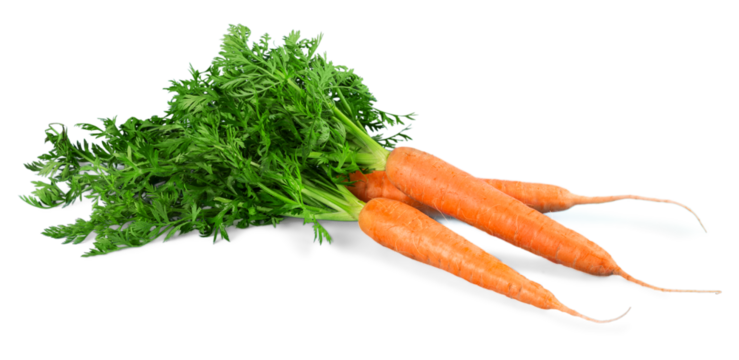 Fresh carrots - isolated image
