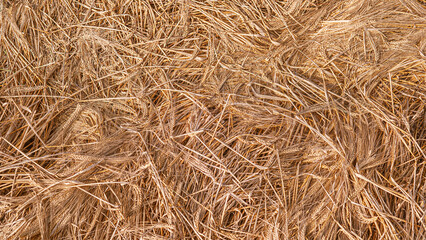 Mowed ears of wheat texture and background