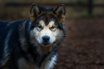 2022-101-6 A YOUNG HUSKY DOG WITH NICE EYES AND A COARSE COAT WITH A BLURRY BACKGROUND AT A OFF LEASH DOG PARK