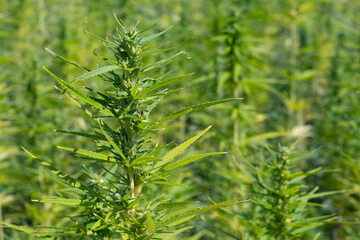 Industrial marijuana or cannabis plantation, Parma, Italy