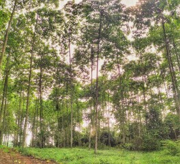 Obraz premium trees in the forest