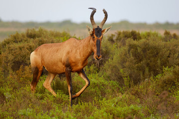 Hartebeest walking on the steppe