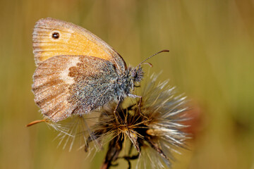 Haybug sitting on a thistle