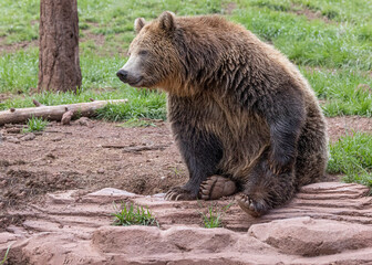 Black Bears at Bearizona