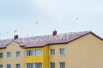 seagulls sit on the roof of a wooden house