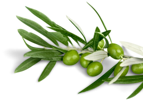 Olives On Olive Tree Branch On Background.