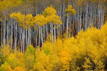 Foto op Plexiglas Mountainside Wilderness Forest of Fall Aspen Trees Golden and Green Colors Autumn © Lane Erickson