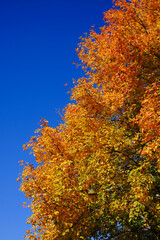 Golden Yellow Orange Fall Autumn Trees Branches Leaves Blue Sky