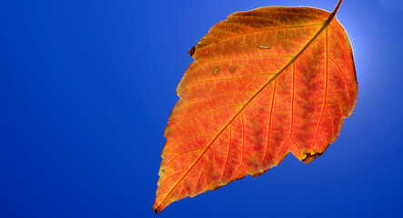 Fototapeta na wymiar Detailed Closeup of Single Fall Leaf with Background