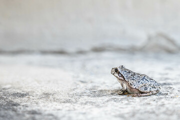 眼をそらすカエル