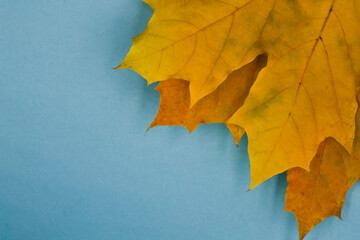 autumn leaves