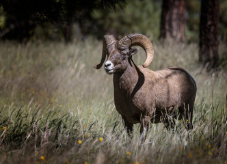 Bighorn Sheep, Arizona, September 2022