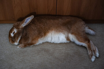 An adult rabbit with brown, white, red and beige shades of fur lies and rests on a light gray carpet indoors. Burgundy breed