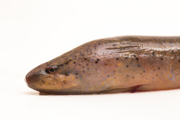 Asian swamp eel (Monopterus albus) isolated on white background