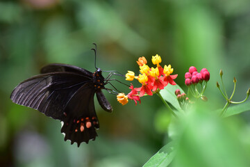 Mariposa Negra