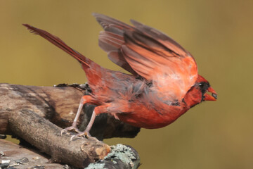 Male Cardinal flying off feeder 