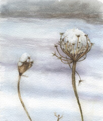 Watercolor dried flowers covered with snow. Winter garden.