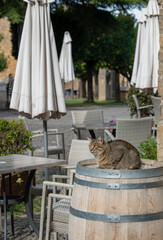a tabby cat sat atop a converted wooden drink barrel in a street open-air wine bar