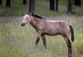 Fototapeta premium Wild Horses Heber Arizona