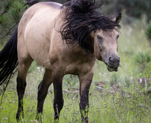 Fototapeta premium Wild Horses Heber Arizona