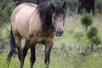 Wild Horses Heber Arizona