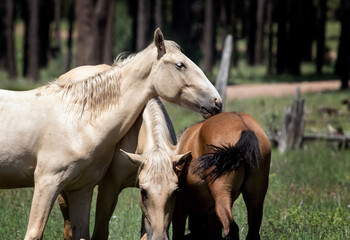Fototapeta premium Wild Horses Heber Arizona