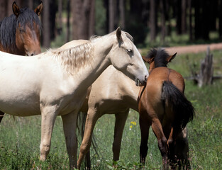 Naklejka premium Wild Horses Heber Arizona