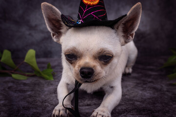 Dog in Halloween costume.Chihuahua lying on dark isolated background.