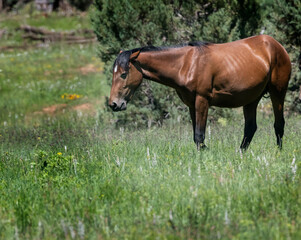 Wild Horses Heber Arizona