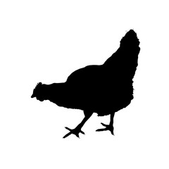  silhouette of a hen