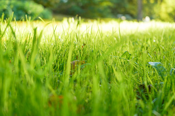 Gräser im Sonnenlicht 2