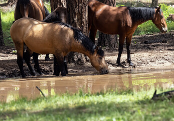 Wild Horses Heber Arizona