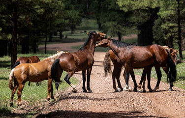 Wild Horses Heber Arizona