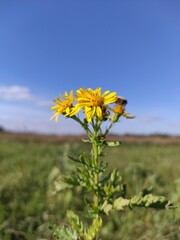 yellow flowers against blue sky