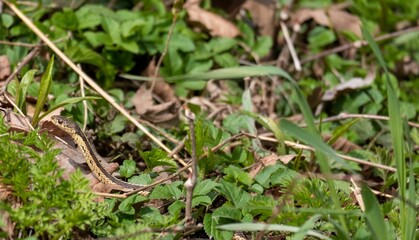 Garter snake with a long body crawling on a forest ground in autumn in daylight