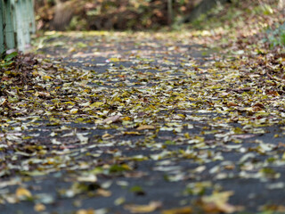 Autumn forest scenery with road of fall leaves.