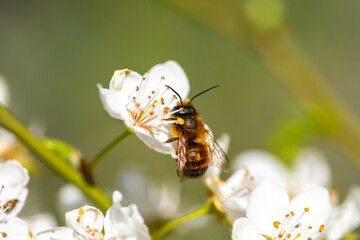 Bee on a flower of the white cherry blossoms. White flowers bloom in the trees. Spring landscape with blooming sakura tree. Beautiful blooming garden on a sunny day. Copy space for text.