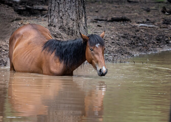 Wild Horses Heber Arizona