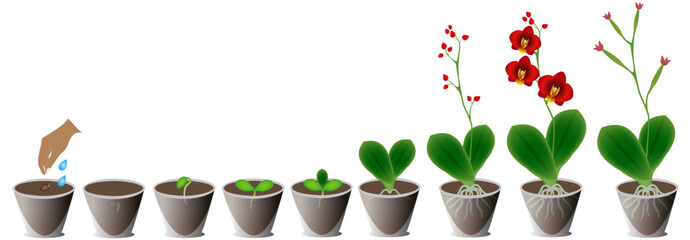 Growth cycle of a red orchid in a pot on a white background. © zxczxc80