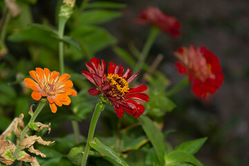 Fading red zinnia elegans flower