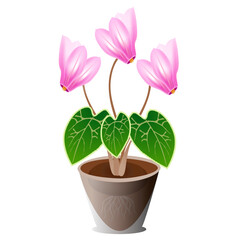 Pink cyclamen flower in a pot on a white background.