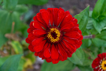 Red zinnia elegans flower from top.