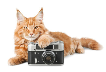 Adorable red cat isolated  with camera on white background